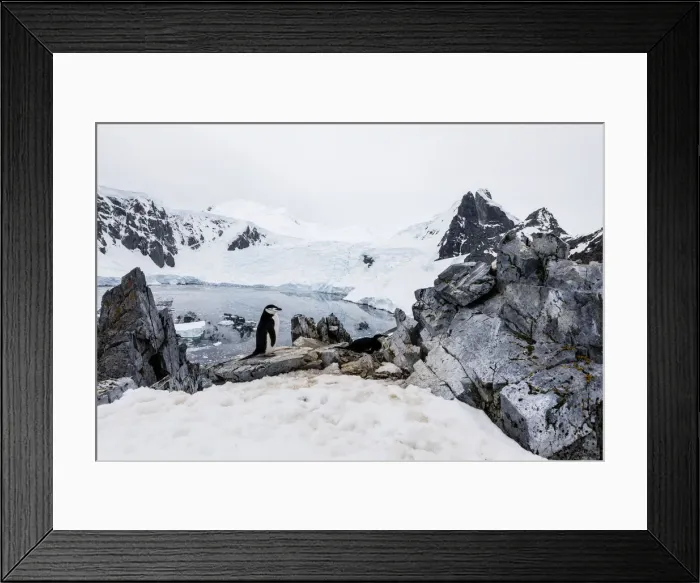Framed Print : Chinstrap penguin (Pygoscelis antarcticus), nesting site high on the hill in Orne Harbor Framed Print : Chinstrap penguin (Pygoscelis antarcticus), nesting site high on the hill in Orne Harbor