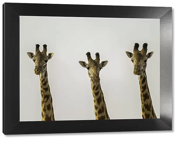 A group of Giraffes (Giraffa), Amboseli National Park, Kenya, East Africa, Africa
