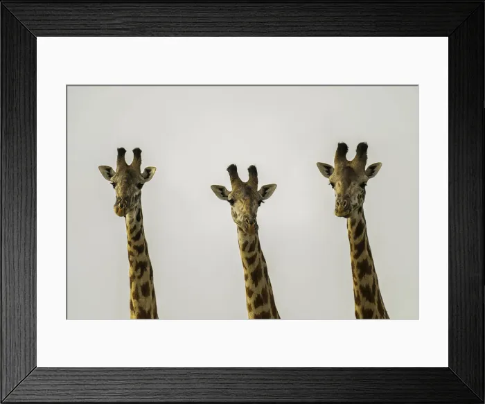 Framed Print : A group of Giraffes (Giraffa), Amboseli National Park, Kenya, East Africa, Africa Framed Print : A group of Giraffes (Giraffa), Amboseli National Park, Kenya, East Africa, Africa