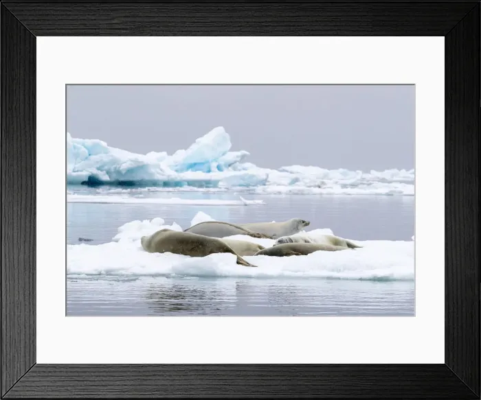 Framed Print : Adult crabeater seals (Lobodon carcinophaga), hauled out on the ice in Antarctic Sound