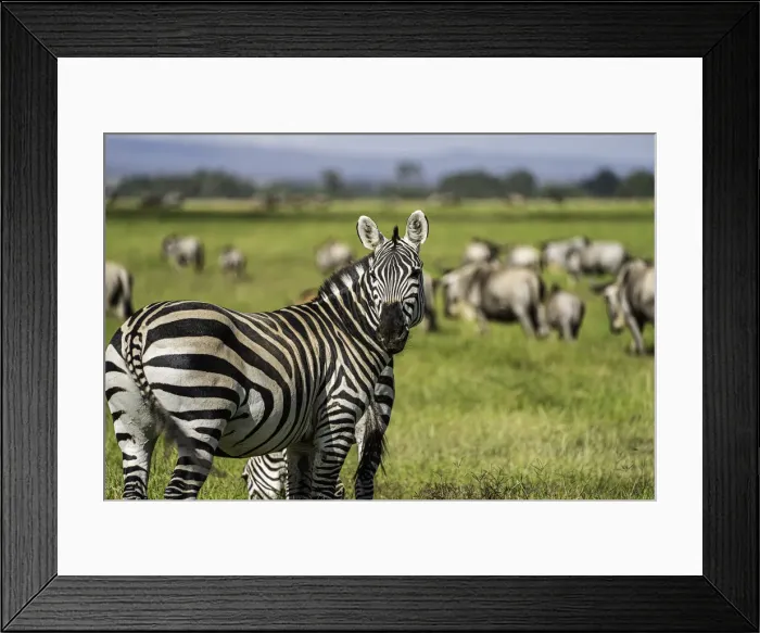 Framed Print : A heard of Zebra (Equus quagga), Amboseli National Park, Kenya, East Africa, Africa Framed Print : A heard of Zebra (Equus quagga), Amboseli National Park, Kenya, East Africa, Africa