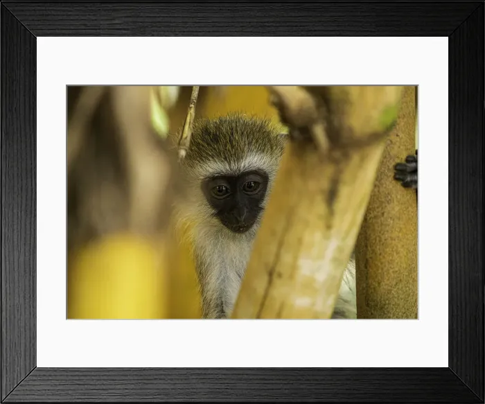 Framed Print : A Tantalus monkey (Chlorocebus tantalus), in a Bamboo forest in Amboseli National Park