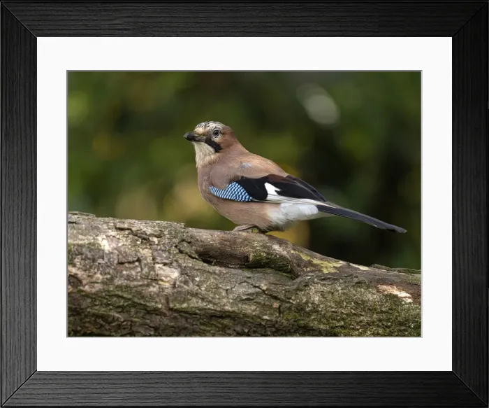 Framed Print : Jay, County Laois, Leinster, Republic of Ireland, Europe Framed Print : Jay, County Laois, Leinster, Republic of Ireland, Europe