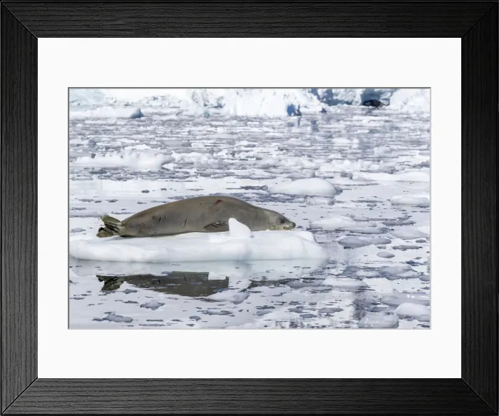 Framed Print : An adult crabeater seal (Lobodon carcinophaga), hauled out on the ice in Paradise Bay Framed Print : An adult crabeater seal (Lobodon carcinophaga), hauled out on the ice in Paradise Bay