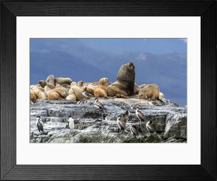 Framed Print : An adult male South American sea lion (Otaria flavescens) Framed Print : An adult male South American sea lion (Otaria flavescens)