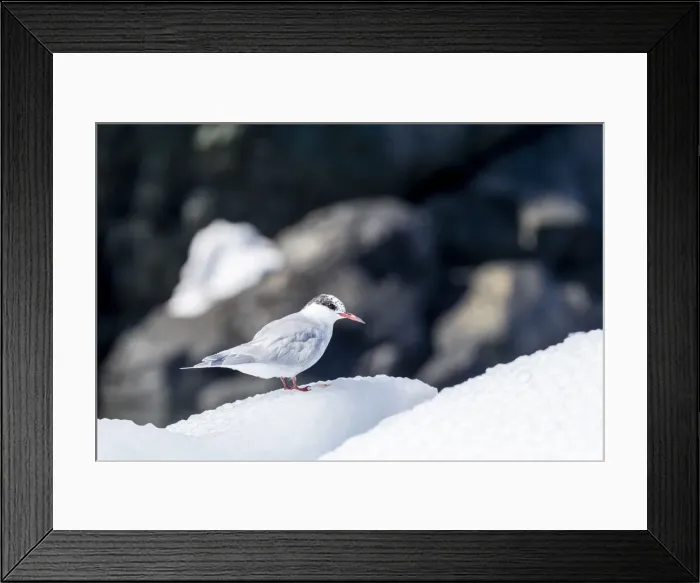 Framed Print : Adult, non-breeding Arctic tern (Sterna paradisaea) on ice in Paradise Bay, Antarctica Framed Print : Adult, non-breeding Arctic tern (Sterna paradisaea) on ice in Paradise Bay, Antarctica
