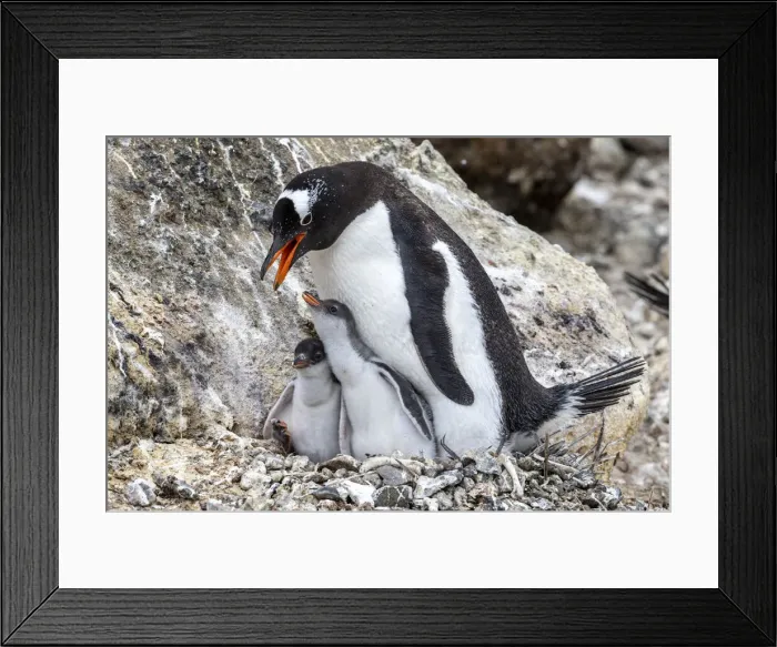 Framed Print : Adult gentoo penguin (Pygoscelis papua), feeding hungry chicks at Brown Bluff, Antarctica Framed Print : Adult gentoo penguin (Pygoscelis papua), feeding hungry chicks at Brown Bluff, Antarctica