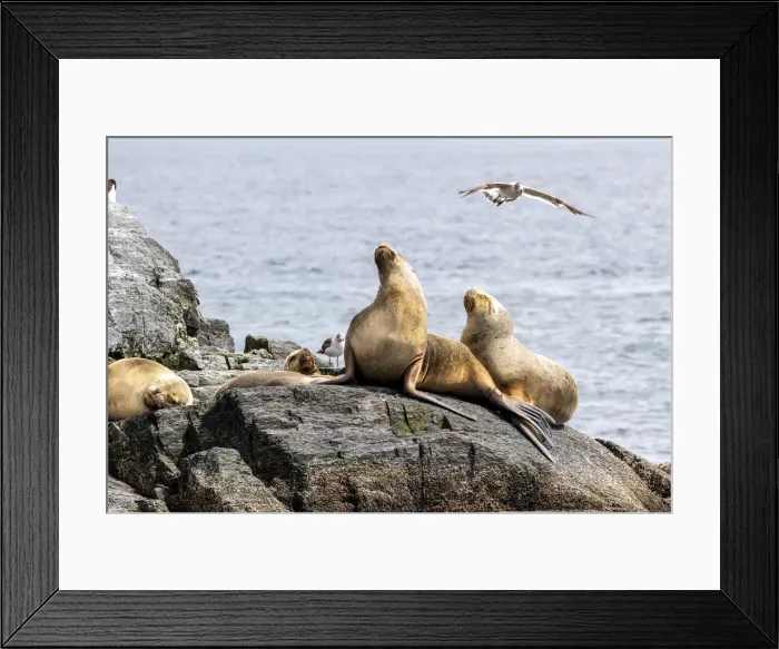 Framed Print : Adult female South American sea lions (Otaria flavescens Framed Print : Adult female South American sea lions (Otaria flavescens