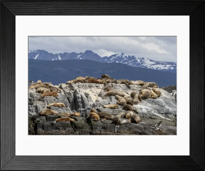 Framed Print : An adult male South American sea lion (Otaria flavescens) Framed Print : An adult male South American sea lion (Otaria flavescens)