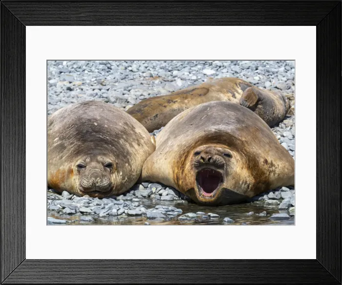 Framed Print : Adult male southern elephant seals (Mirounga leonina), hauled out on the beach at Robert Framed Print : Adult male southern elephant seals (Mirounga leonina), hauled out on the beach at Robert
