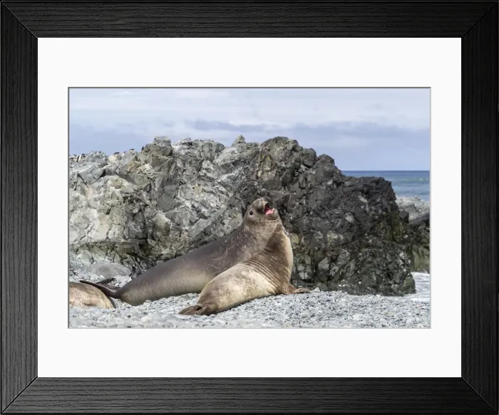 Framed Print : Adult male and female southern elephant seals (Mirounga leonina) Framed Print : Adult male and female southern elephant seals (Mirounga leonina)
