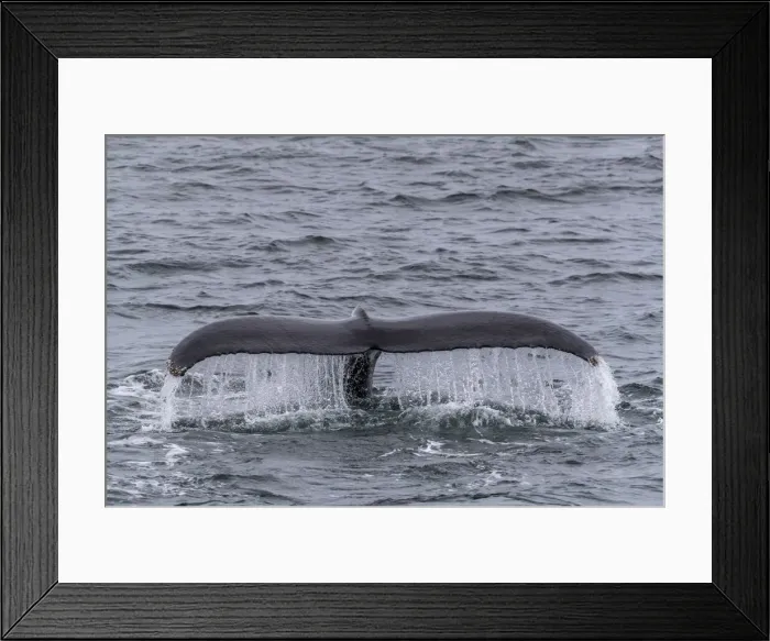 Framed Print : An adult humpback whale (Megaptera novaeangliae), flukes-up dive in Dallmann Bay Framed Print : An adult humpback whale (Megaptera novaeangliae), flukes-up dive in Dallmann Bay