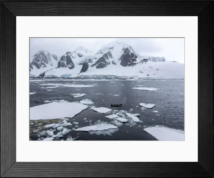 Framed Print : Ecotype Big B killer whale (Orcinus orca), surfacing amongst ice floes in Lemaire Channel Framed Print : Ecotype Big B killer whale (Orcinus orca), surfacing amongst ice floes in Lemaire Channel