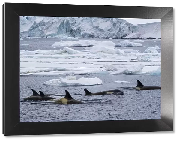 Ecotype Big B killer whales (Orcinus orca), surfacing amongst ice floes in the Lemaire