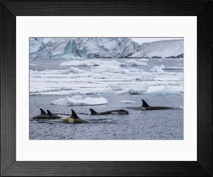 Framed Print : Ecotype Big B killer whales (Orcinus orca), surfacing amongst ice floes in the Lemaire Framed Print : Ecotype Big B killer whales (Orcinus orca), surfacing amongst ice floes in the Lemaire