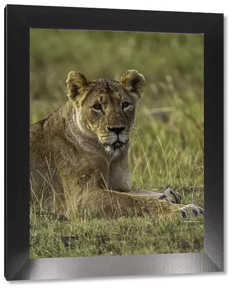 A Lion (Panthera leo), in the Msai Mara National Reserve, Kenya, East Africa, Africa