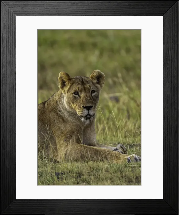 Framed Print : A Lion (Panthera leo), in the Msai Mara National Reserve, Kenya, East Africa, Africa Framed Print : A Lion (Panthera leo), in the Msai Mara National Reserve, Kenya, East Africa, Africa