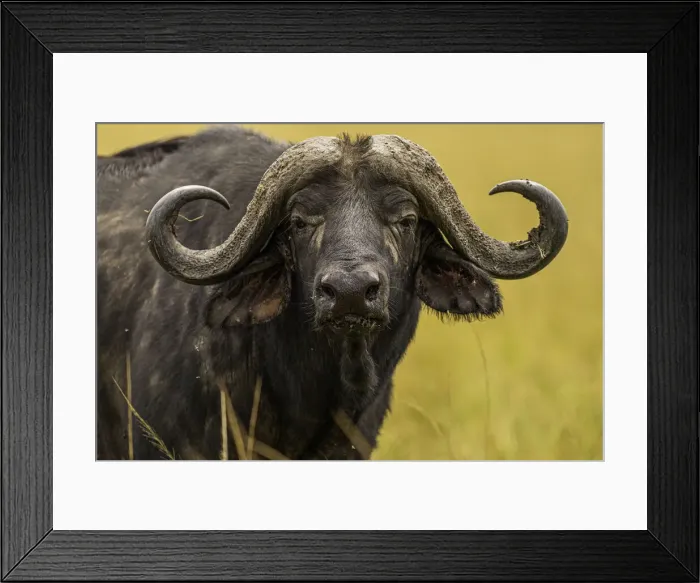 Framed Print : A Buffalo (Syncerus caffer) in the Msai Mara National Reserve, Kenya, East Africa Framed Print : A Buffalo (Syncerus caffer) in the Msai Mara National Reserve, Kenya, East Africa
