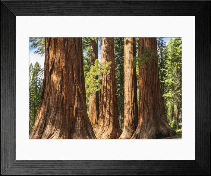 Framed Print : Giant Sequoia, Mariposa Grove, Yosemite National Park, UNESCO World Heritage Site