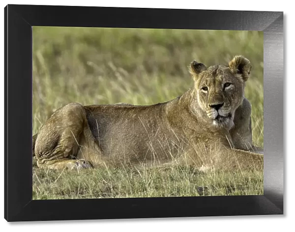 A Lion (Panthera leo), Amboseli National Park, Kenya, East Africa, Africa
