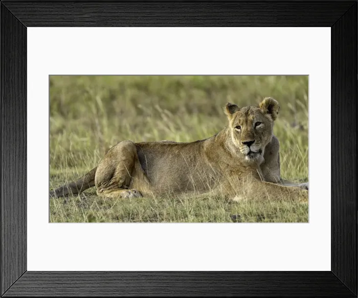 Framed Print : A Lion (Panthera leo), Amboseli National Park, Kenya, East Africa, Africa Framed Print : A Lion (Panthera leo), Amboseli National Park, Kenya, East Africa, Africa