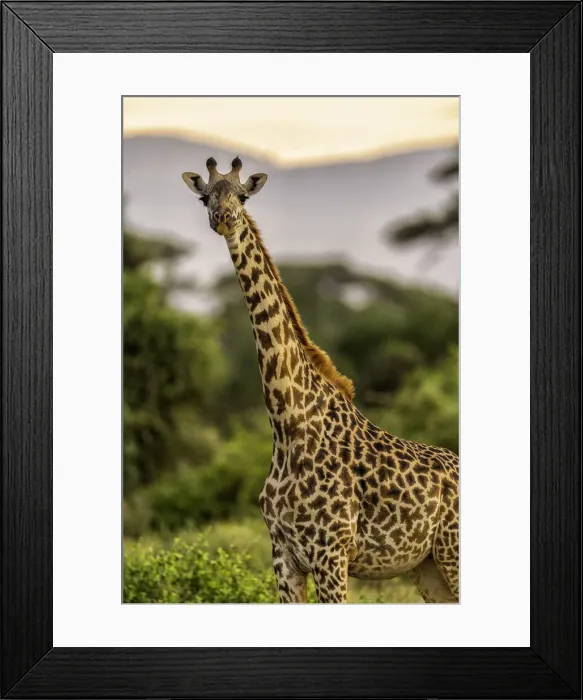 Framed Print : A Giraffe (Giraffa), in the Msai Mara National Reserve, Kenya, East Africa, Africa Framed Print : A Giraffe (Giraffa), in the Msai Mara National Reserve, Kenya, East Africa, Africa