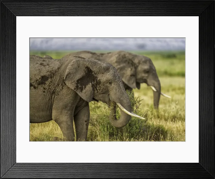 Framed Print : Elephants (Loxodonta africana) feeding, in Amboseli National Park, Kenya, East Africa Framed Print : Elephants (Loxodonta africana) feeding, in Amboseli National Park, Kenya, East Africa