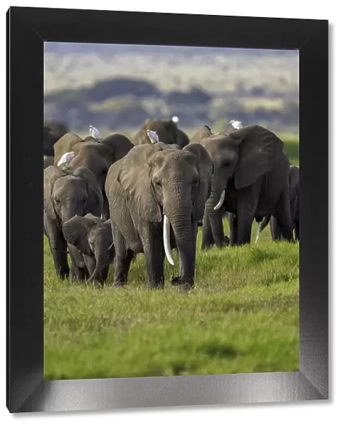A heard of Elephants (Loxodonta africana), in Amboseli National Park, Kenya, East Africa