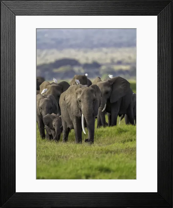 Framed Print : A heard of Elephants (Loxodonta africana), in Amboseli National Park, Kenya, East Africa Framed Print : A heard of Elephants (Loxodonta africana), in Amboseli National Park, Kenya, East Africa