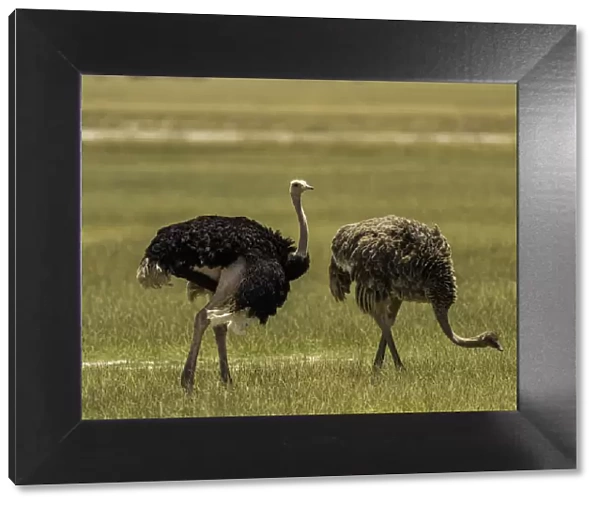 Two Ostriches (Struthio Camelus), in Amboseli National Park, Kenya, East Africa, Africa