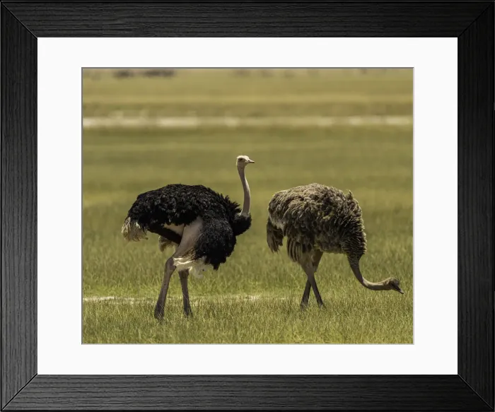 Framed Print : Two Ostriches (Struthio Camelus), in Amboseli National Park, Kenya, East Africa, Africa Framed Print : Two Ostriches (Struthio Camelus), in Amboseli National Park, Kenya, East Africa, Africa