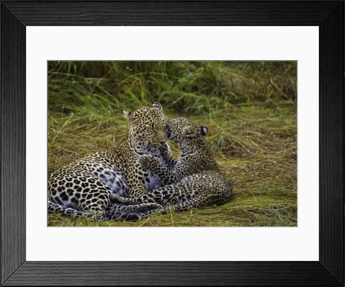 Framed Print : A Leopard (Panthera pardus) and cub in the Msai Mara National Reserve, Kenya Framed Print : A Leopard (Panthera pardus) and cub in the Msai Mara National Reserve, Kenya