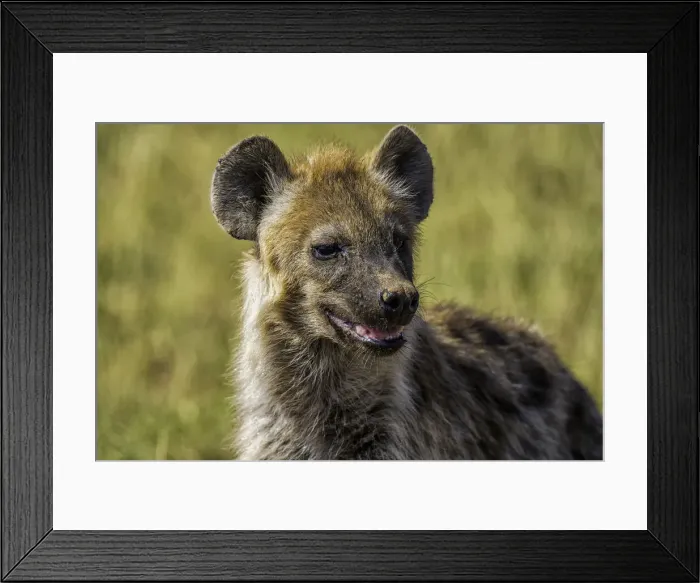 Framed Print : Hyena (Hyaenidae), in Amboseli National Park, Kenya, East Africa, Africa Framed Print : Hyena (Hyaenidae), in Amboseli National Park, Kenya, East Africa, Africa