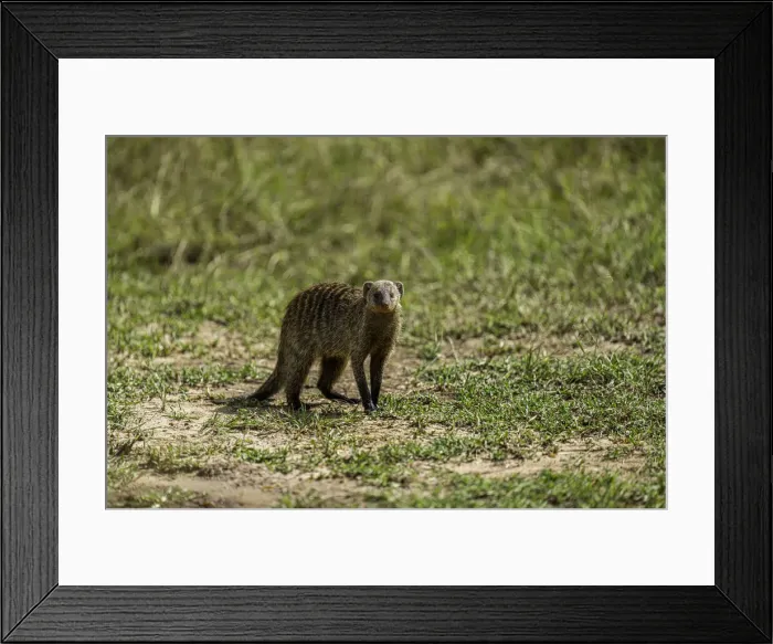 Framed Print : A mongoose (Herpestidae), in the Msai Mara National Reserve, Kenya, East Africa, Africa Framed Print : A mongoose (Herpestidae), in the Msai Mara National Reserve, Kenya, East Africa, Africa