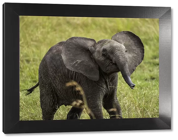 A young Elephant (Loxodonta africana), Amboseli National Park, Kenya, East Africa, Africa