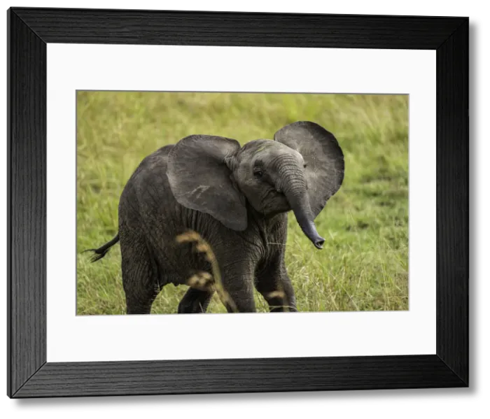 Framed Print : A young Elephant (Loxodonta africana), Amboseli National Park, Kenya, East Africa, Africa Framed Print : A young Elephant (Loxodonta africana), Amboseli National Park, Kenya, East Africa, Africa