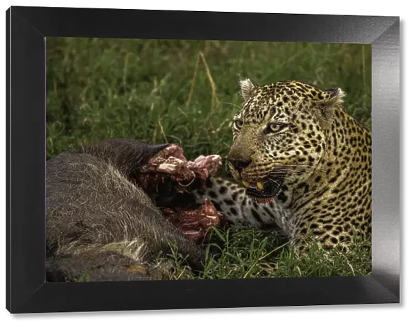 A Leopard (Panthera pardus) eating a warthog in the Msai Mara National Reserve, Kenya