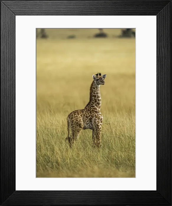 Framed Print : A young Giraffe (Giraffa), in the Msai Mara National Reserve, Kenya, East Africa Framed Print : A young Giraffe (Giraffa), in the Msai Mara National Reserve, Kenya, East Africa
