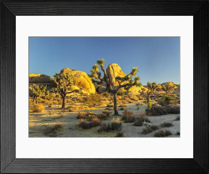 Framed Print : Joshua Tree (Yucca brevifolia), Joshua Tree National Park, Mojave Desert, California Framed Print : Joshua Tree (Yucca brevifolia), Joshua Tree National Park, Mojave Desert, California
