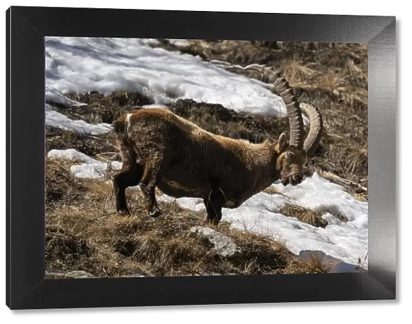 Alpine ibex (Capra ibex), Gran Paradiso National Park, Aosta Valley, Italy, Europe