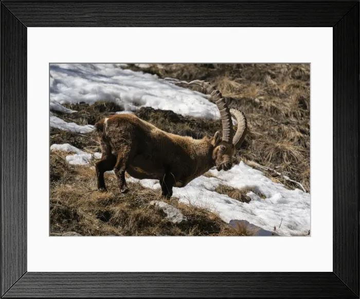 Framed Print : Alpine ibex (Capra ibex), Gran Paradiso National Park, Aosta Valley, Italy, Europe Framed Print : Alpine ibex (Capra ibex), Gran Paradiso National Park, Aosta Valley, Italy, Europe