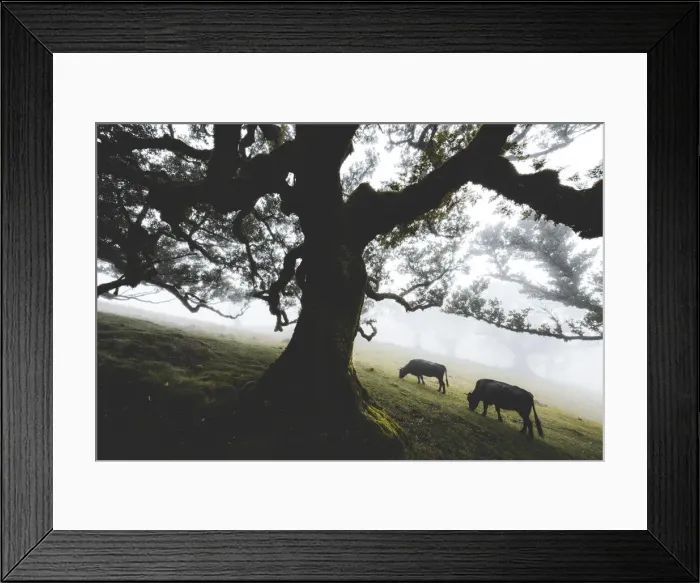 Framed Print : Cattle grazing in the mist inside the ancient Laurissilva forest of Fanal, Madeira island