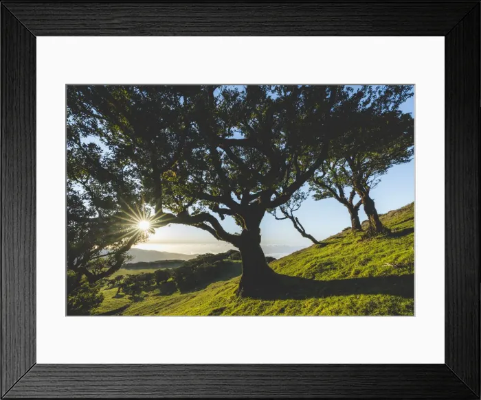 Framed Print : Old laurel tree and green meadows at sunset, Fanal forest, Madeira island, Portugal