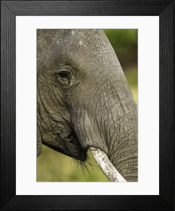 Framed Print : An Elephant (Loxodonta africana) in the Msai Mara National Reserve, Kenya, East Africa Framed Print : An Elephant (Loxodonta africana) in the Msai Mara National Reserve, Kenya, East Africa