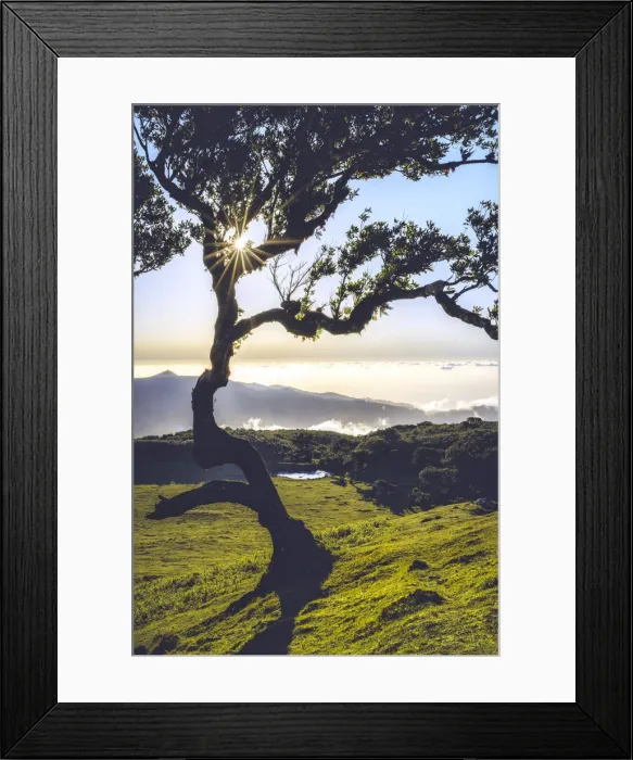 Framed Print : Laurel tree lit by sun rays at sunset, Fanal forest, Madeira island, Portugal, Atlantic Framed Print : Laurel tree lit by sun rays at sunset, Fanal forest, Madeira island, Portugal, Atlantic