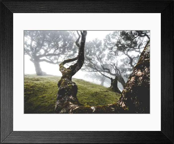 Framed Print : Ancient laurel forest in the fog, Fanal, Madeira island, Portugal, Atlantic, Europe