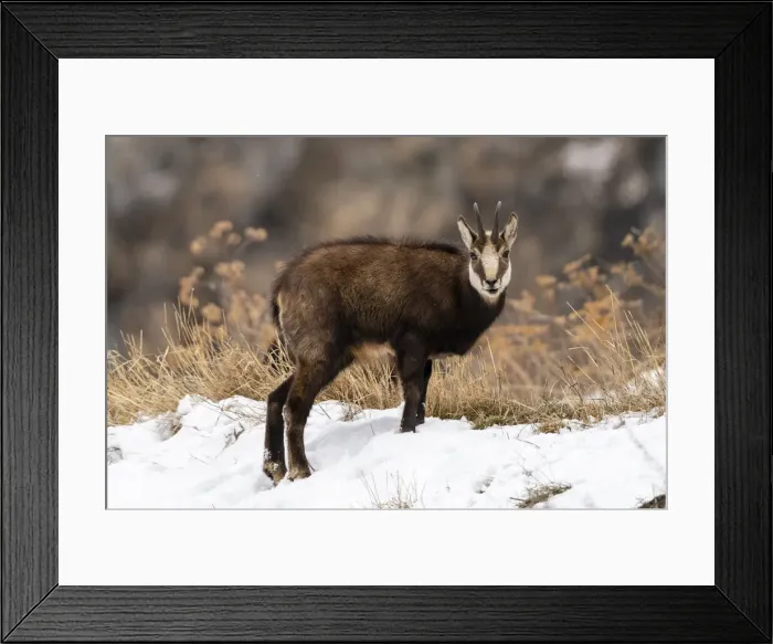 Framed Print : Alpine Chamois (Rupicapra rupicapra), Gran Paradiso National Park, Aosta Valley, Italy Framed Print : Alpine Chamois (Rupicapra rupicapra), Gran Paradiso National Park, Aosta Valley, Italy