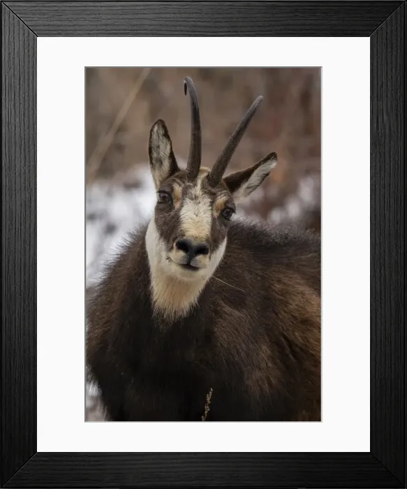 Framed Print : Alpine Chamois (Rupicapra rupicapra), Gran Paradiso National Park, Aosta Valley, Italy Framed Print : Alpine Chamois (Rupicapra rupicapra), Gran Paradiso National Park, Aosta Valley, Italy