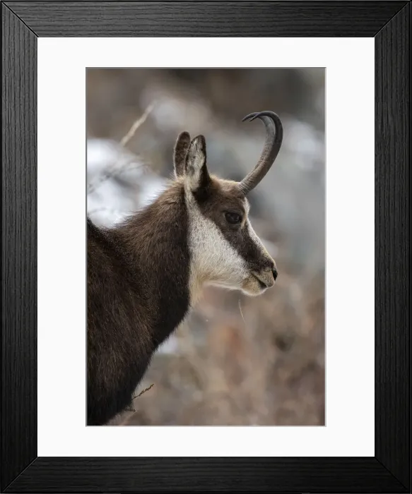 Framed Print : Alpine Chamois (Rupicapra rupicapra), Gran Paradiso National Park, Aosta Valley, Italy Framed Print : Alpine Chamois (Rupicapra rupicapra), Gran Paradiso National Park, Aosta Valley, Italy