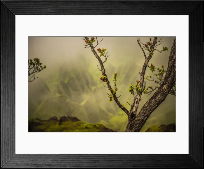 Framed Print : A tree branch with fresh growth in front of a soft backdrop of the NaPali Coast mountains Framed Print : A tree branch with fresh growth in front of a soft backdrop of the NaPali Coast mountains